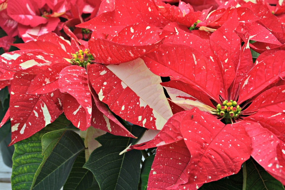 Top 5 Novelty Poinsettias 