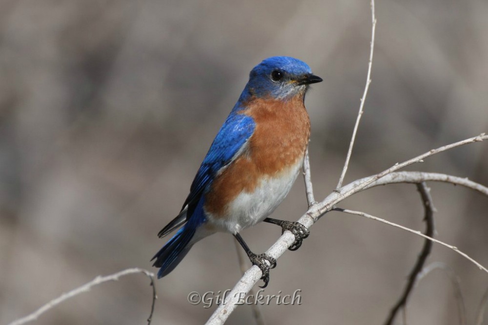 what do bluebirds eat in winter what do bluebirds eat in winter
