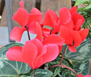 Cyclamen