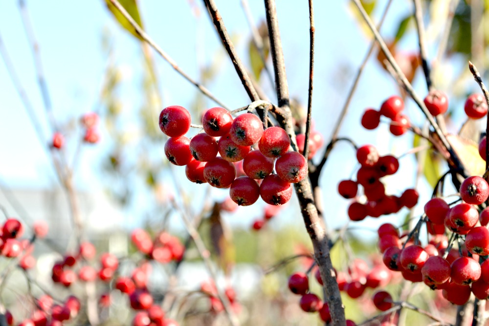 ilex verticillata