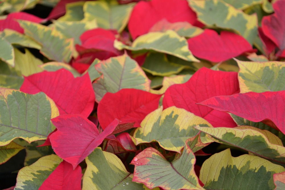 poinsettia green variegated