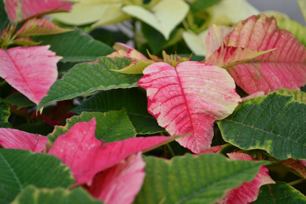 poinsettia pink tie dye