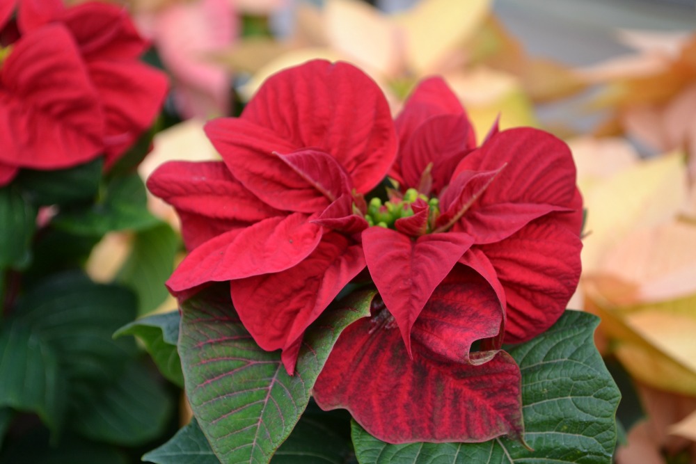 poinsettia winter rose