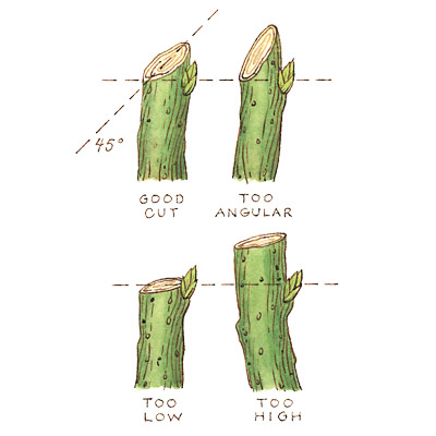 Tree and Shrub Pruning Guide | Fairview Garden Center