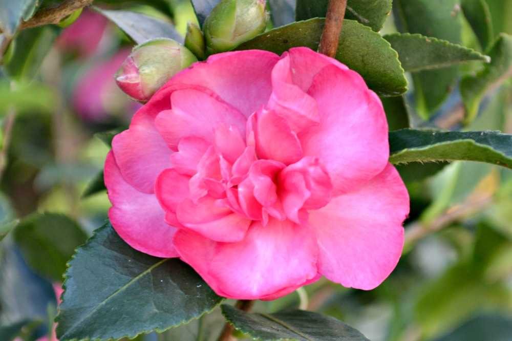 All About Camellias | Fairview Garden Center