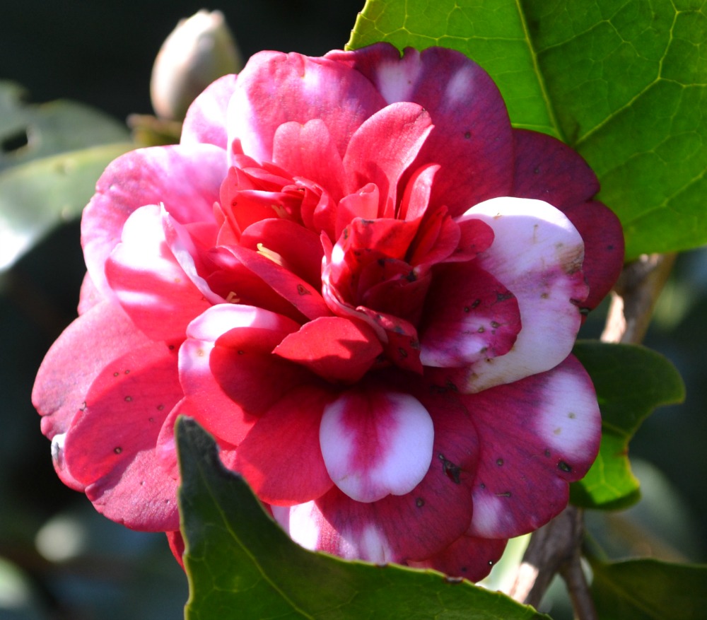 All About Camellias | Fairview Garden Center