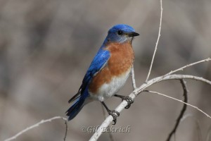 Eastern Bluebird