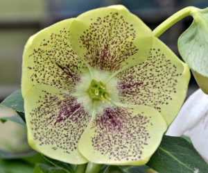 Hellebore speckle