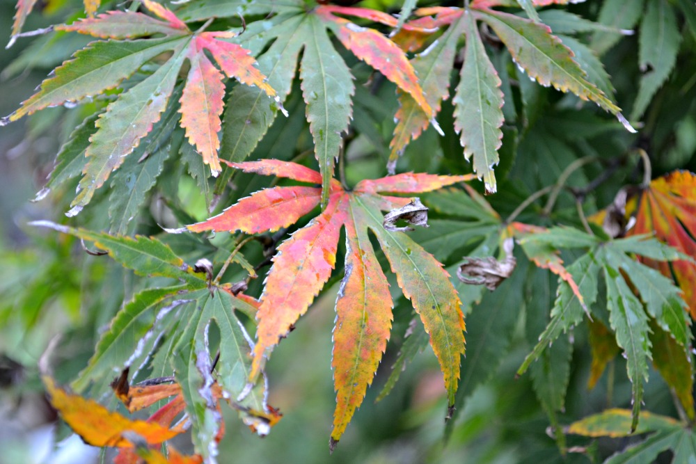 Japanese Maple Tree Diseases - Tree Canker