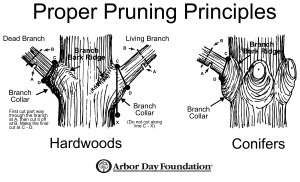 Proper-Tree-Pruning