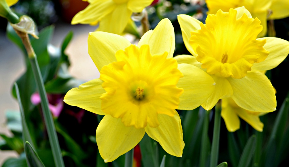 Favorite Early Spring Bloomers