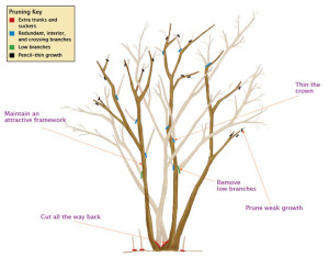 Tree and Shrub Pruning Guide | Fairview Garden Center