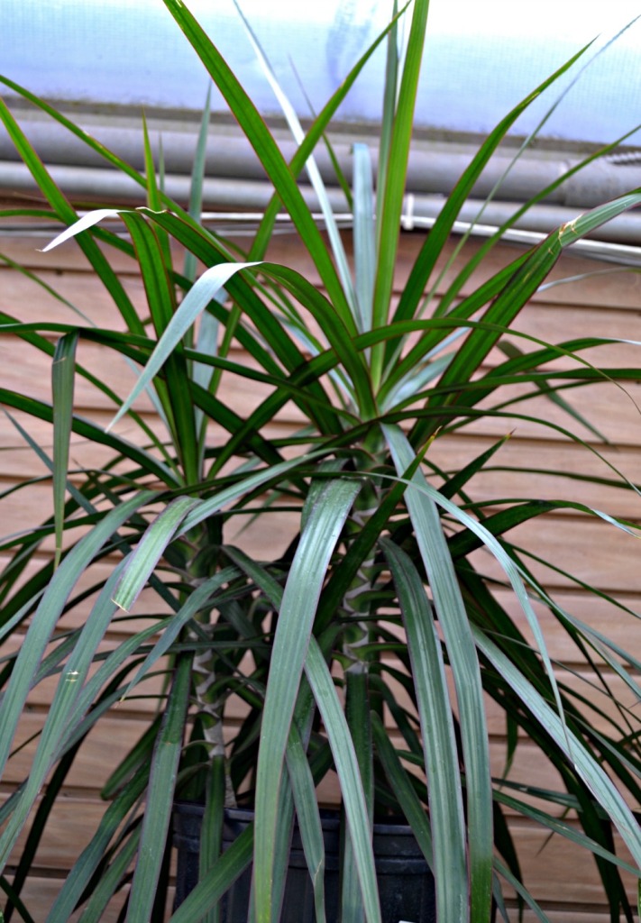 dracaena