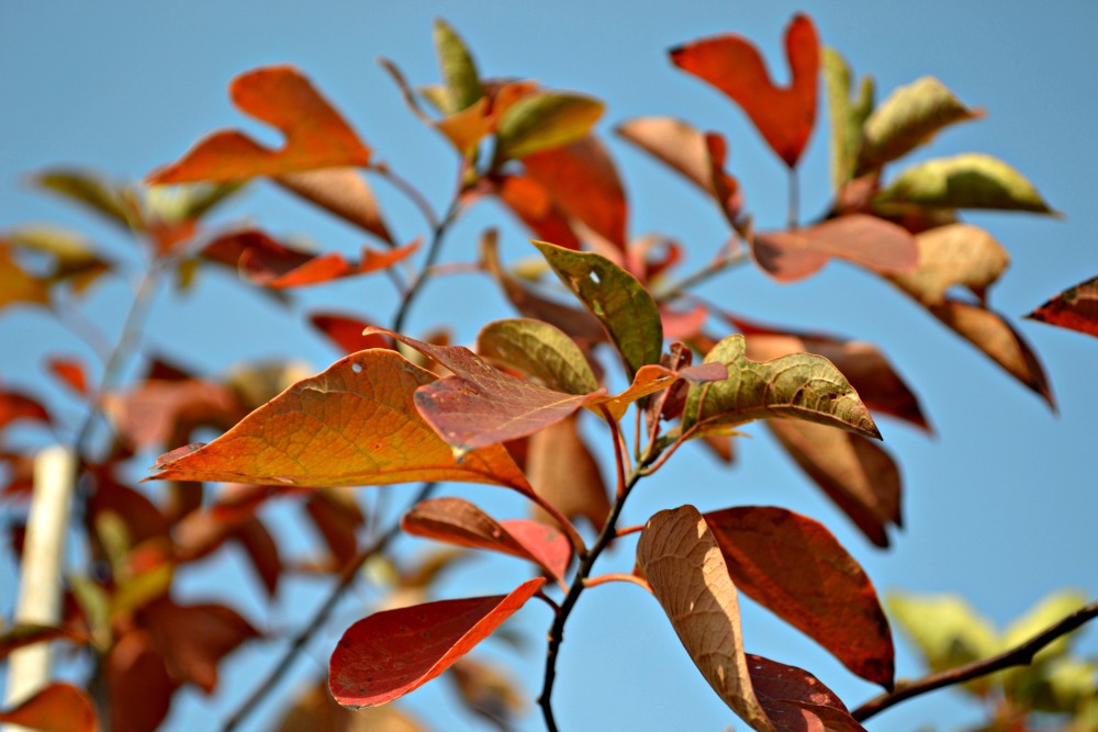fall color crepe myrtle
