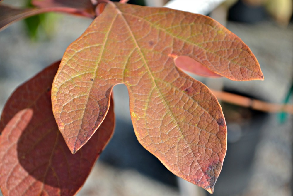 fall color leaf