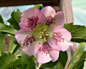 hellebore3