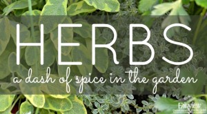 herbs spice in the garden