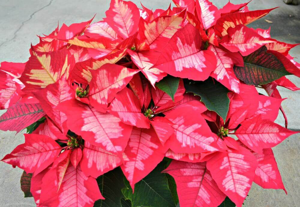 ice punch poinsettia