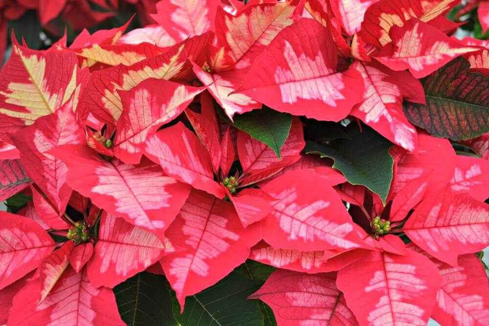 ice punch poinsettia