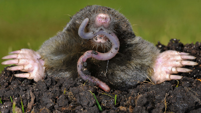 how do i get rid of moles in my yard with dogs