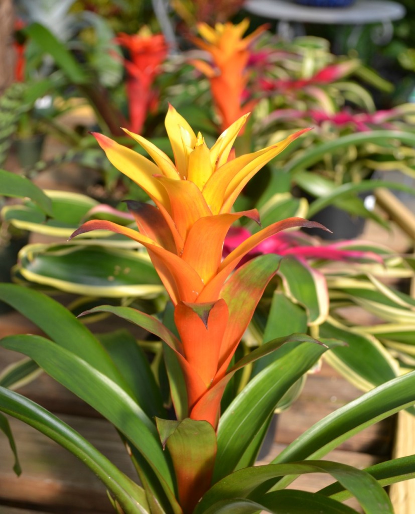 orange bromeliad