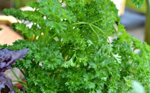 parsley