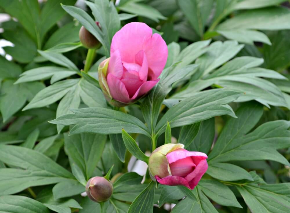 Peonies  Fairview Garden Center