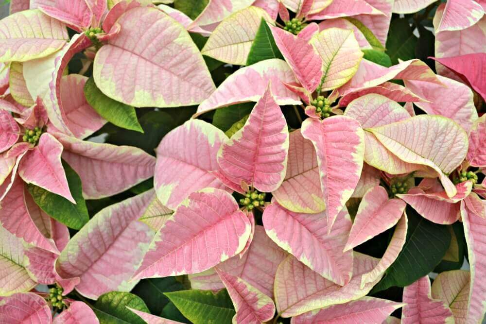 peterstar marble poinsettia