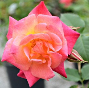 pink peach rose