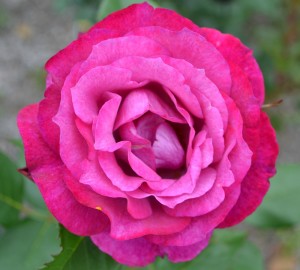 How to Grow Super Roses | Fairview Garden Center