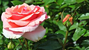 rose with bud