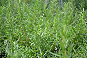 rosemary