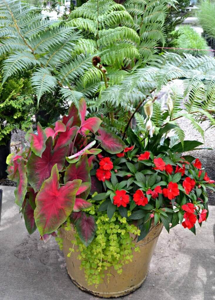 Container Garden Tips | Fairview Garden Center