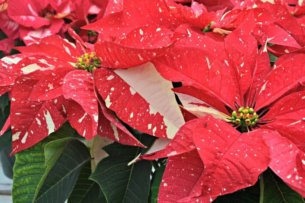 shimmer surprise poinsettia