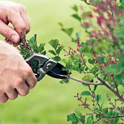 shrub pruning