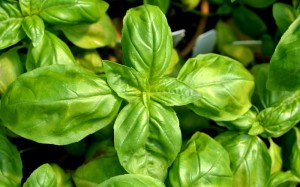 sweet basil