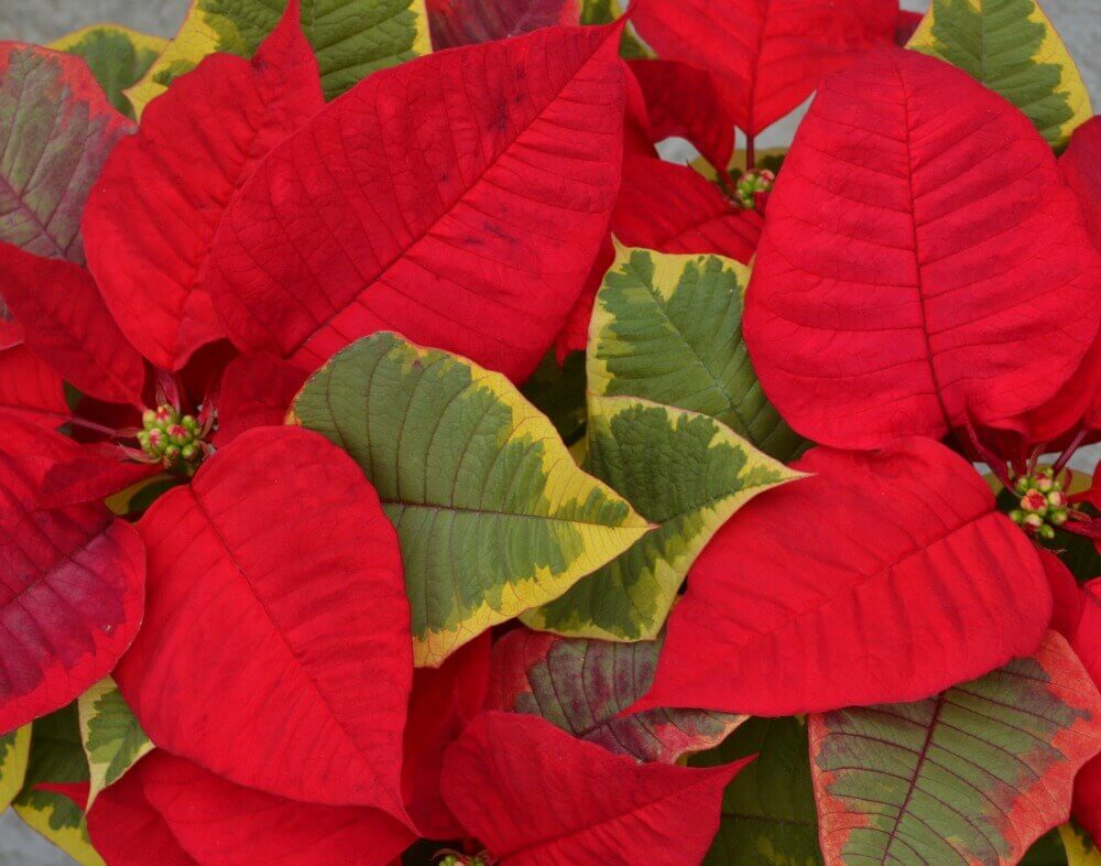 tapestry poinsettia