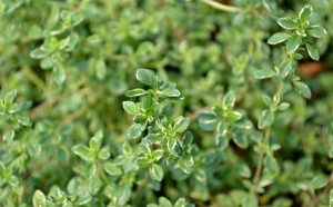 thyme