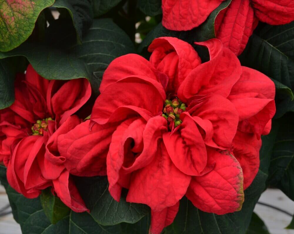 winter rose poinsettia