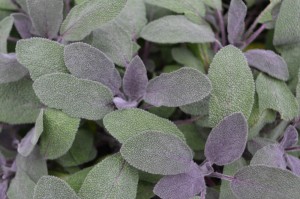 Purpleleaf Sage