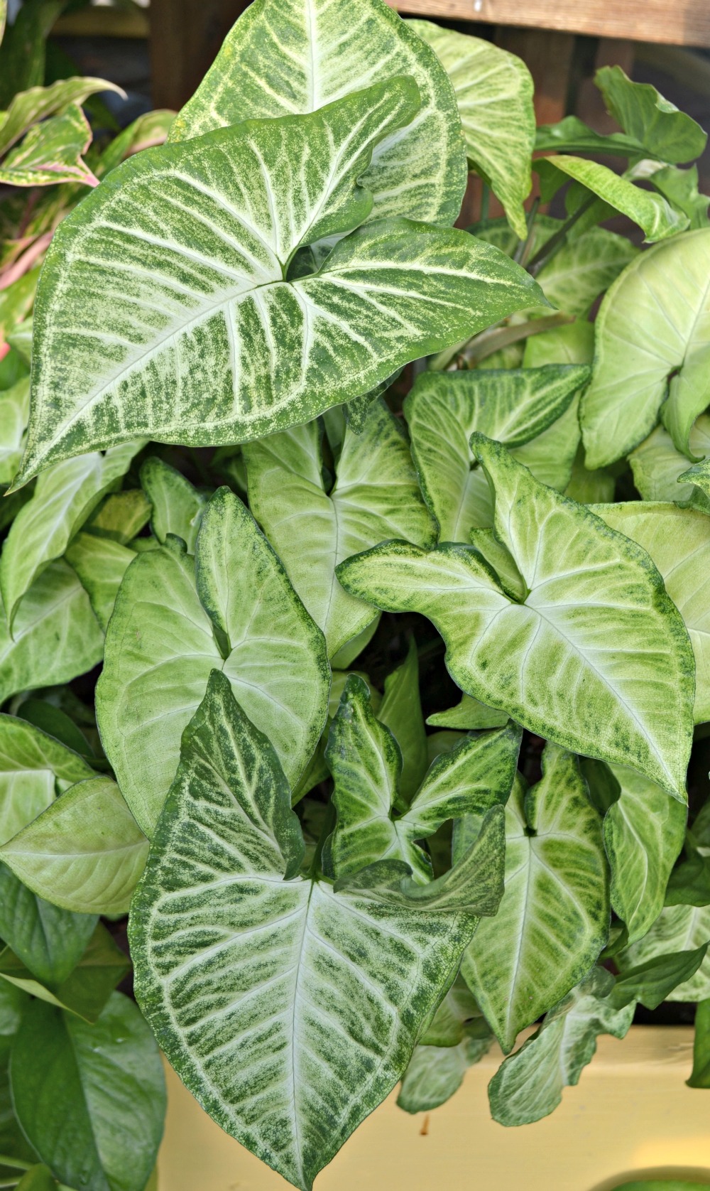 Arrowhead Plant