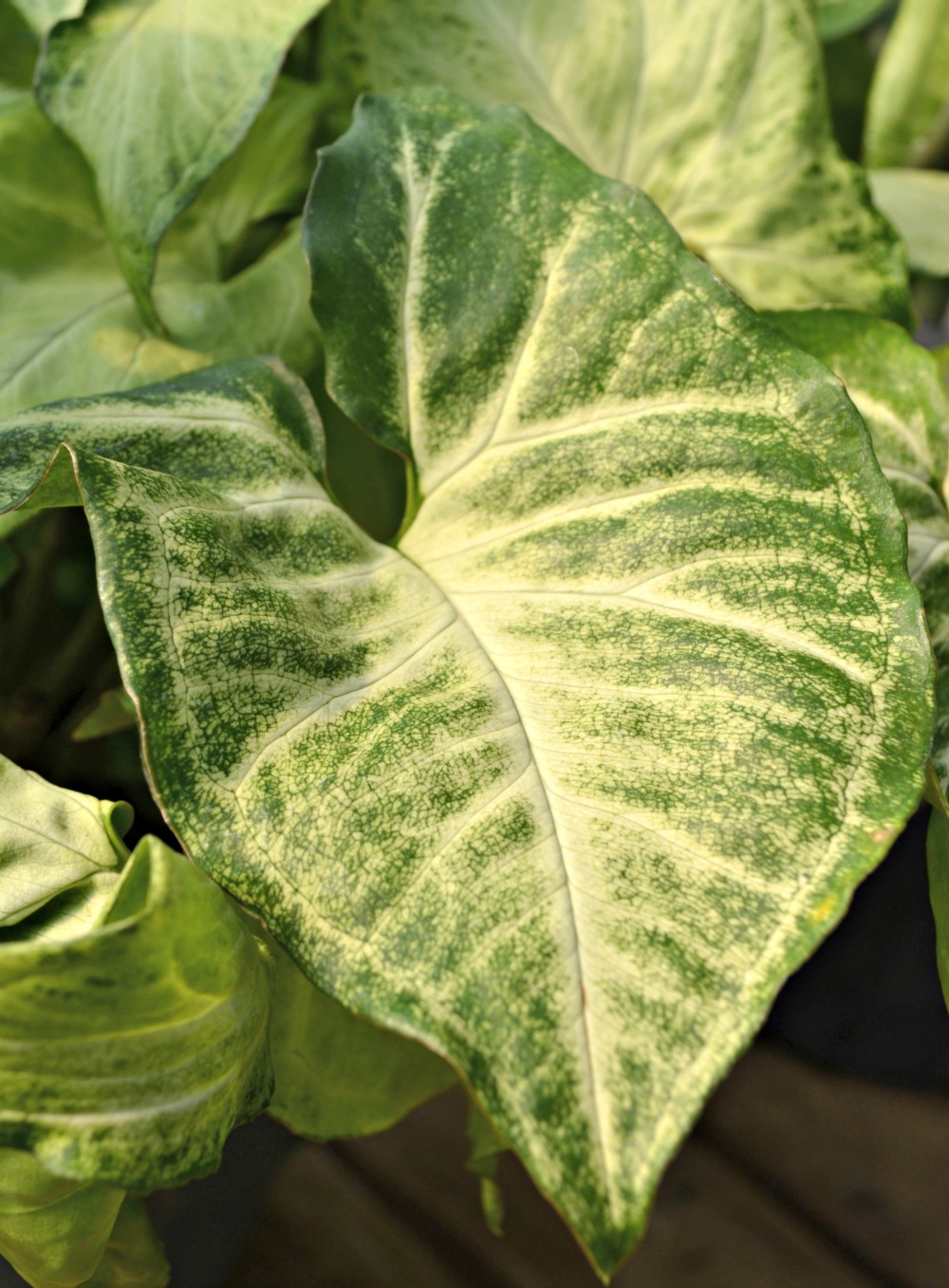 Arrowhead Plant leaf