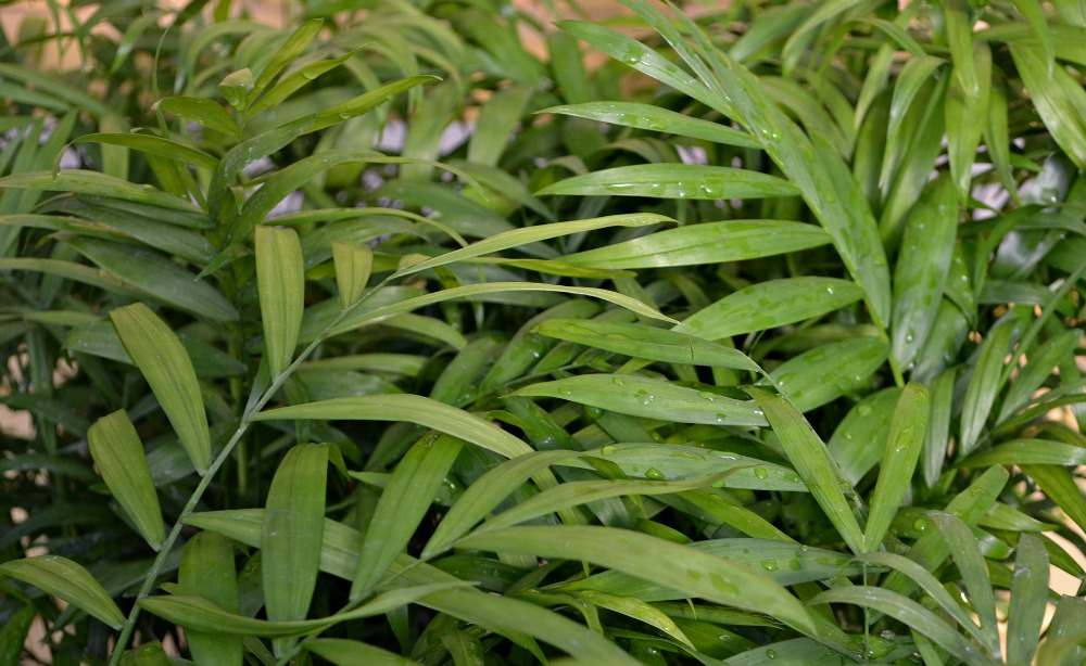 Neanthe Bella Palm Fronds