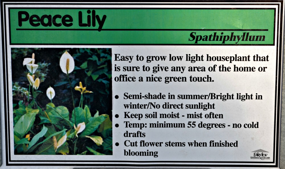 Peace Lily sign