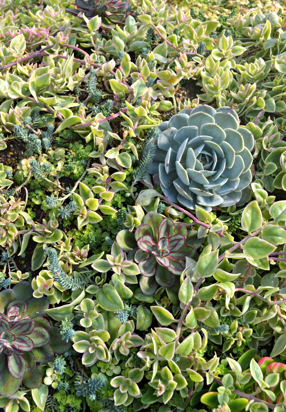 Succulents