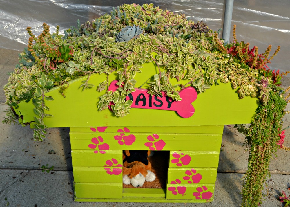 Daisy's living roof