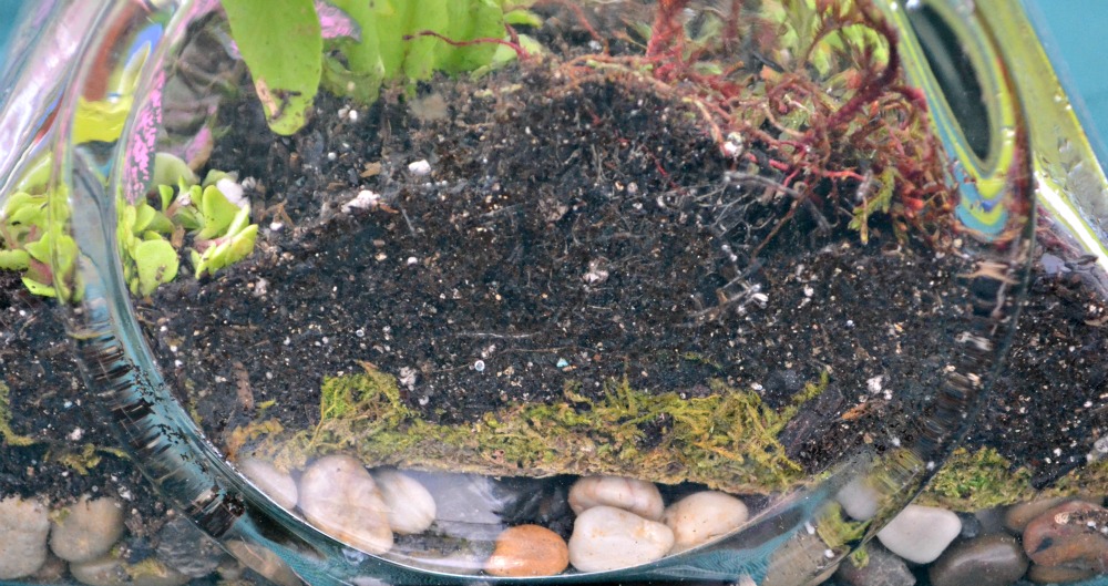 Terrarium soil