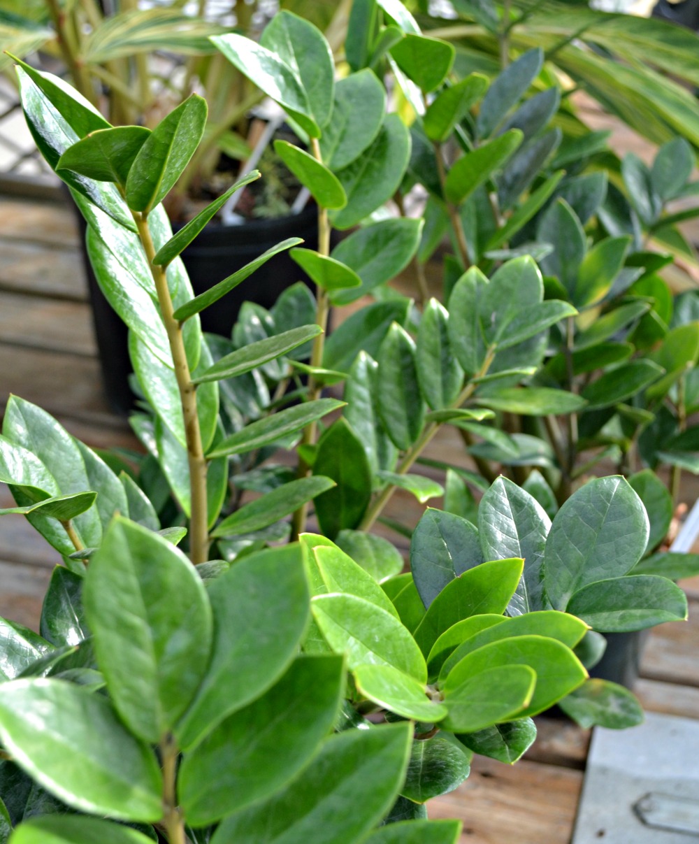 ZZ Plant foliage