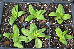 Seedlings