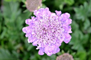 Pincushion 'Butterfly Blue'